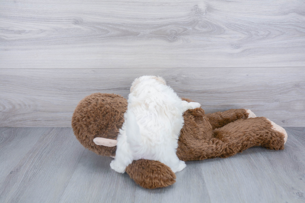 Shih Poo Pup Being Cute