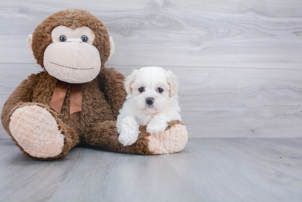 Friendly Shih Poo Baby