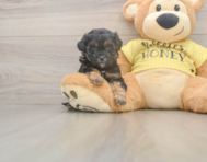 6 week old Shih Poo Puppy For Sale - Premier Pups