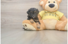 Best Shih Poo Baby