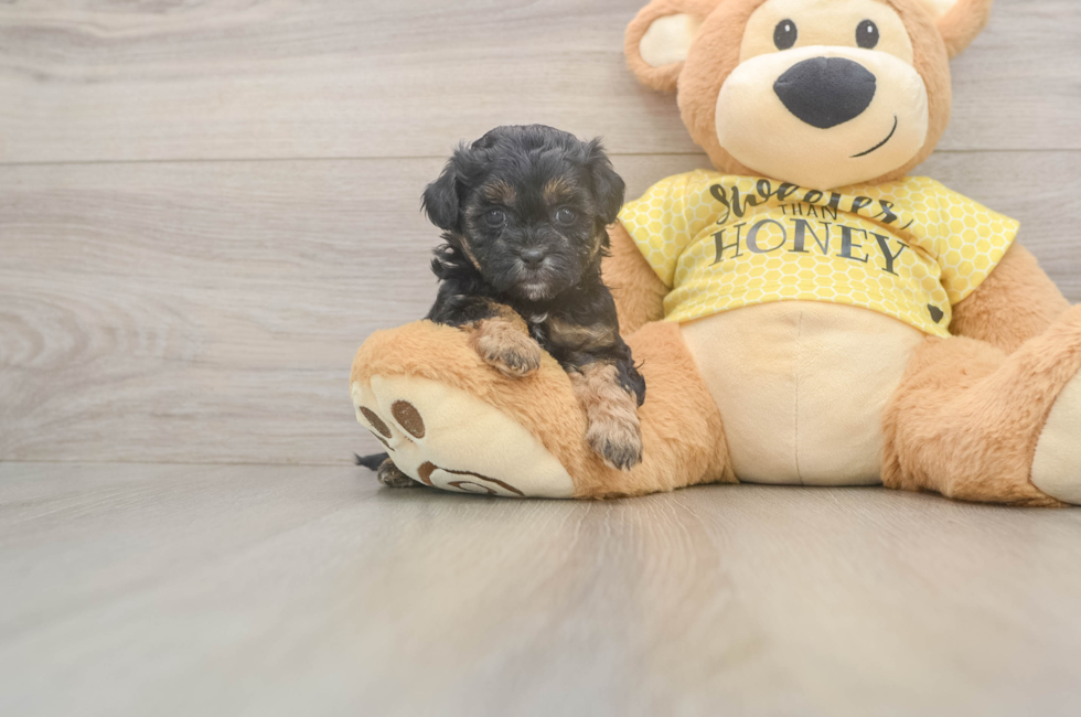 5 week old Shih Poo Puppy For Sale - Premier Pups
