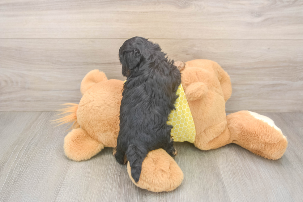 Small Shih Poo Baby