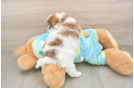 Best Shih Poo Baby