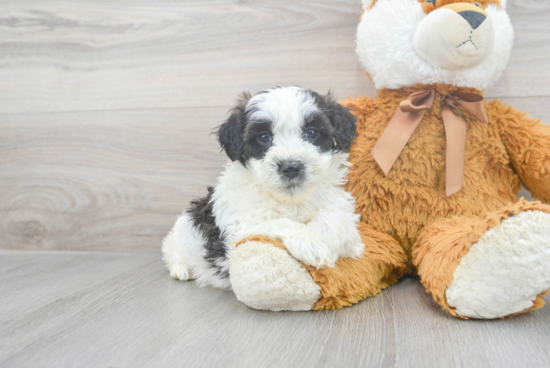 Shih Poo Puppy for Adoption