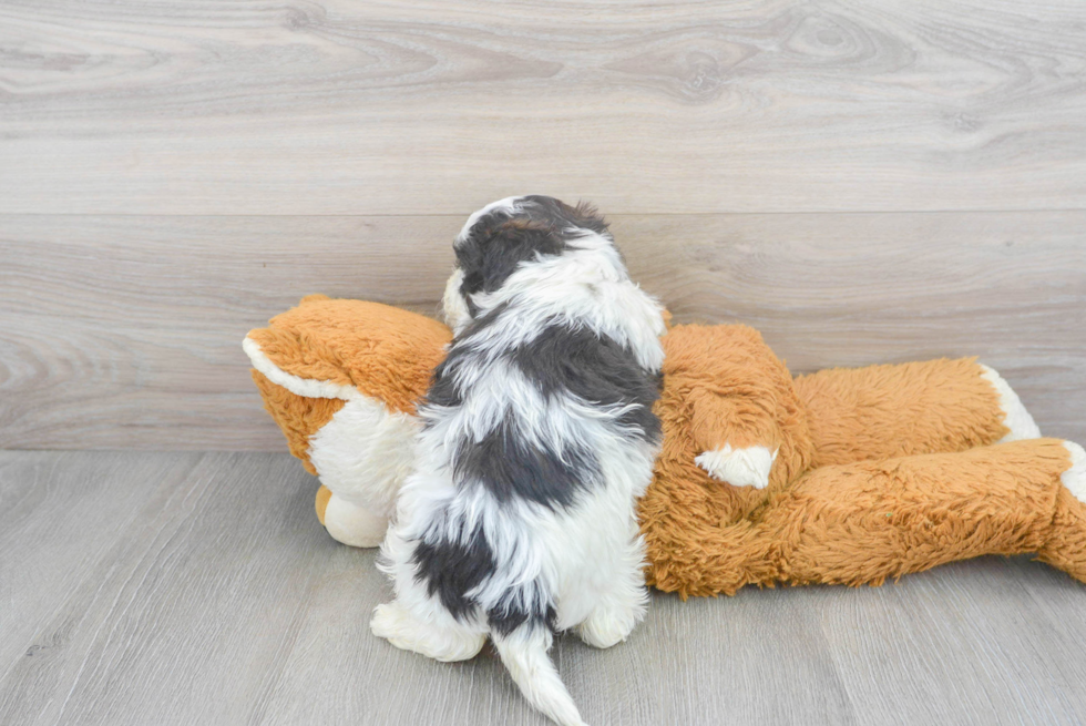 Shih Poo Pup Being Cute