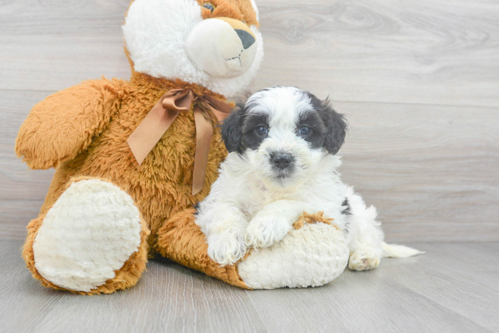 Funny Shih Poo Poodle Mix Pup