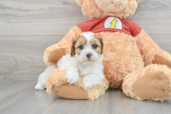 Shih Poo Pup Being Cute