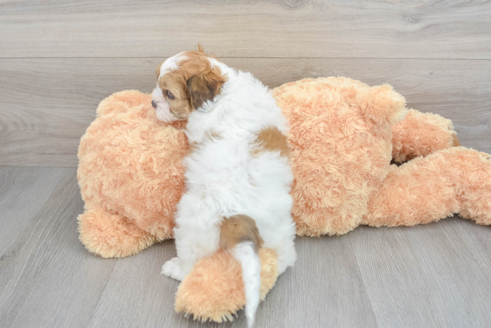 Little Shihpoo Poodle Mix Puppy