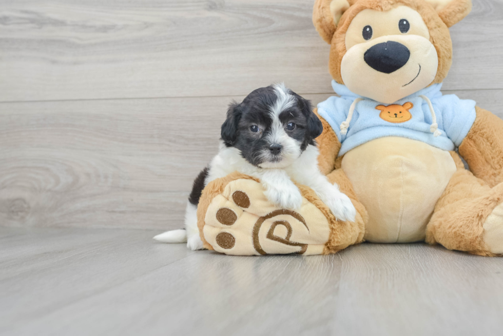 Energetic Shih Poo Poodle Mix Puppy