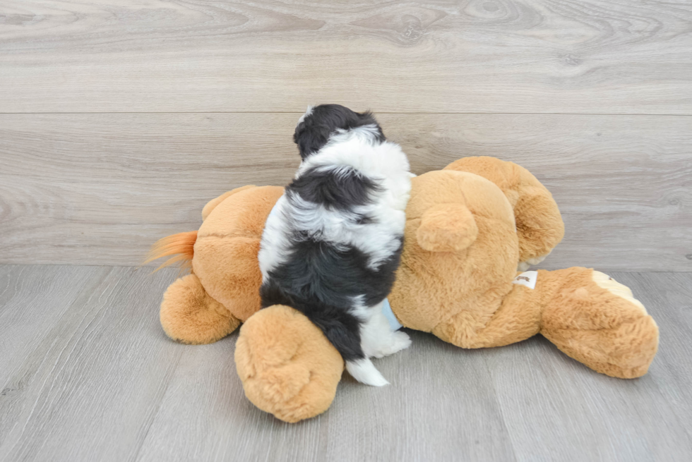 Energetic Shih Poo Poodle Mix Puppy