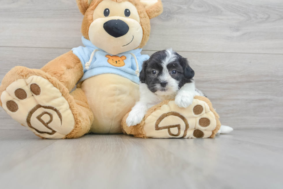 Smart Shih Poo Poodle Mix Pup