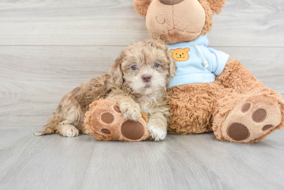 Funny Shih Poo Poodle Mix Pup