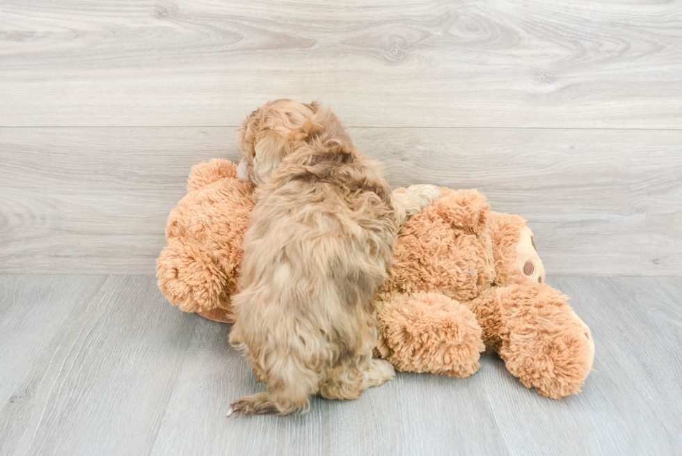 Playful Shih Poo Poodle Mix Puppy