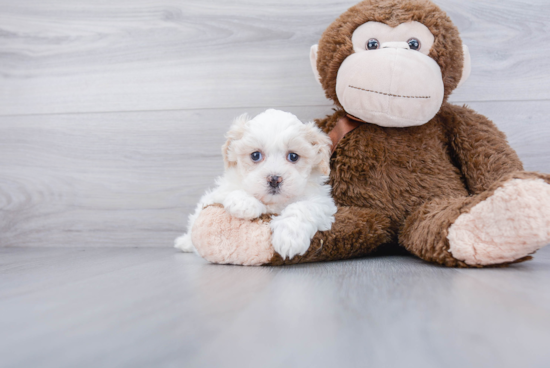 Cute Shih Poo Baby