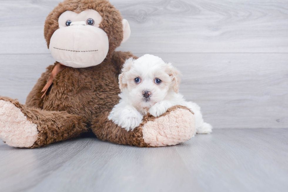 Shih Poo Puppy for Adoption