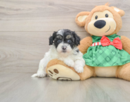 6 week old Shih Poo Puppy For Sale - Premier Pups
