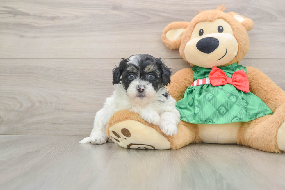 Funny Shih Poo Poodle Mix Pup
