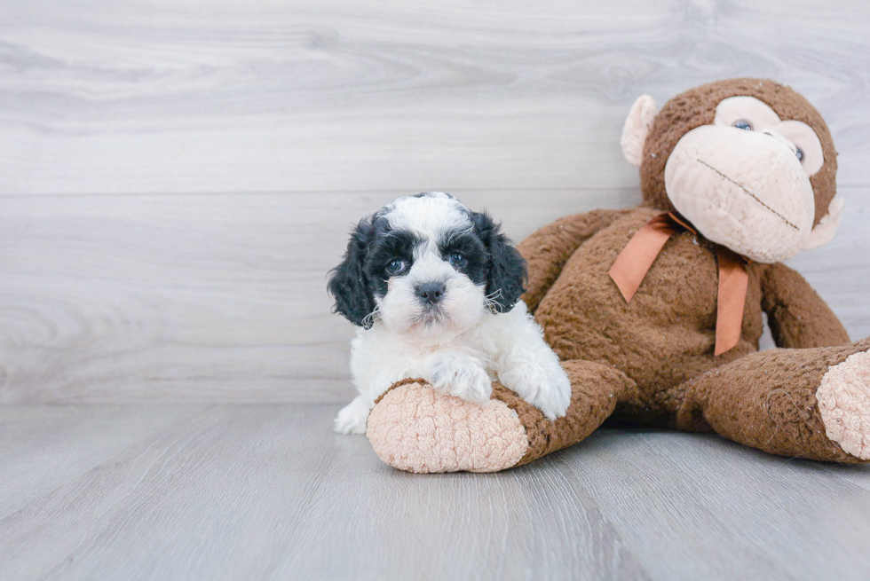 Shih Poo Puppy for Adoption