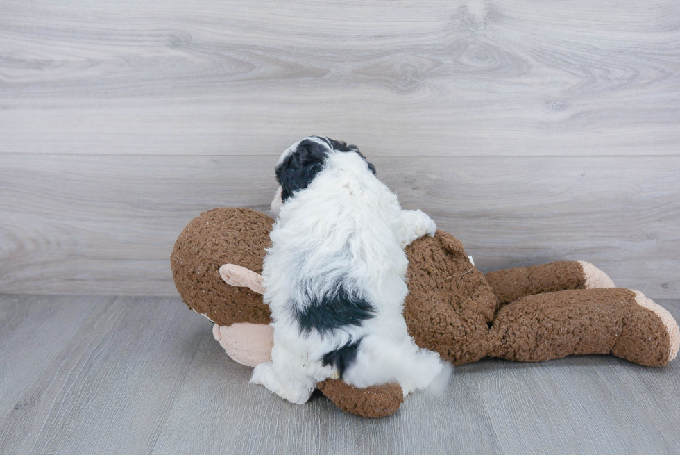 Happy Shih Poo Baby