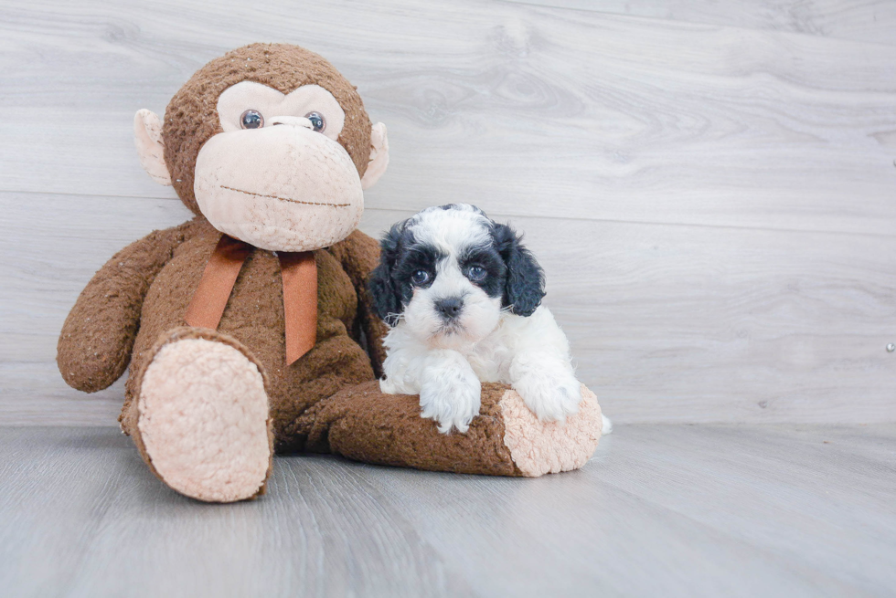 Funny Shih Poo Poodle Mix Pup