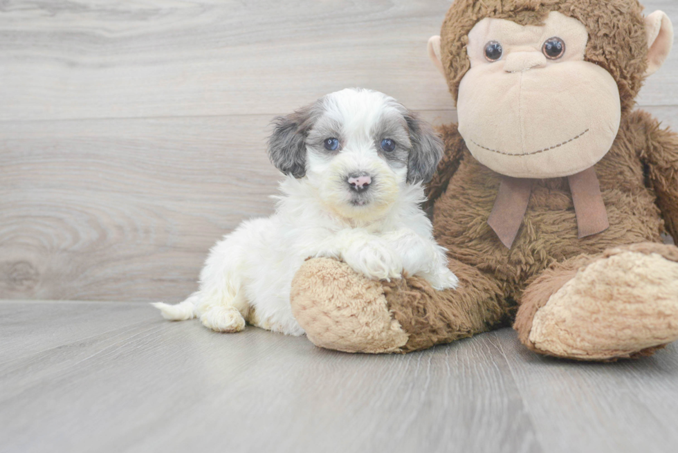 Shih Poo Pup Being Cute