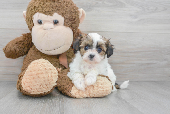 Shih Poo Puppy for Adoption