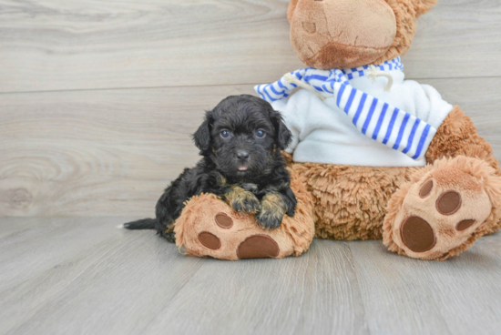 Adorable Shih Poo Poodle Mix Puppy