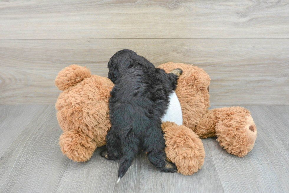 Shih Poo Pup Being Cute