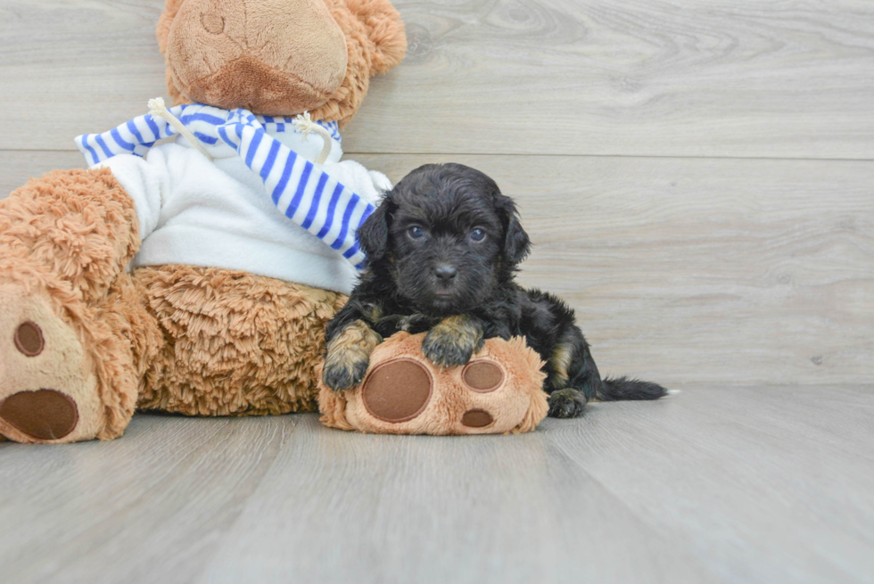 Shih Poo Puppy for Adoption