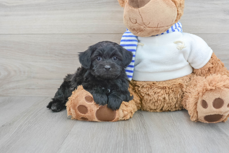 Adorable Shihpoo Poodle Mix Puppy