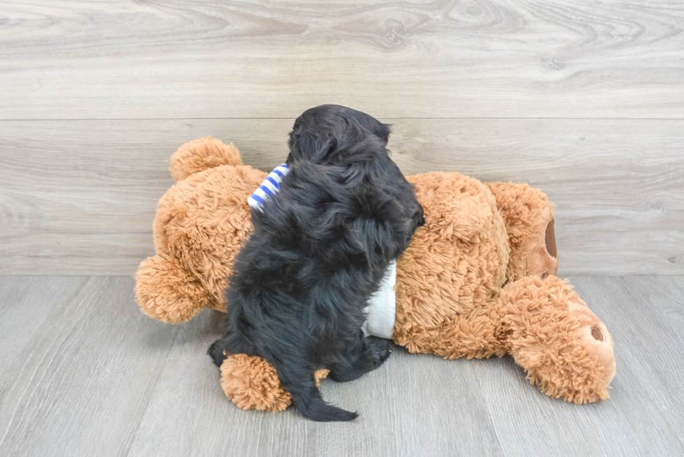 Shih Poo Pup Being Cute