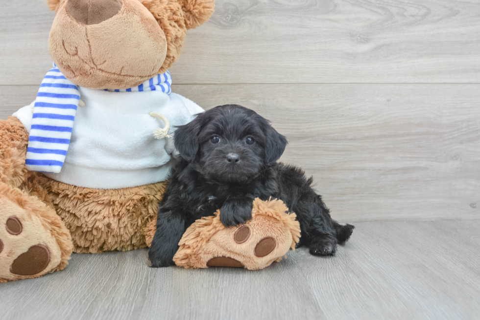 Shih Poo Puppy for Adoption