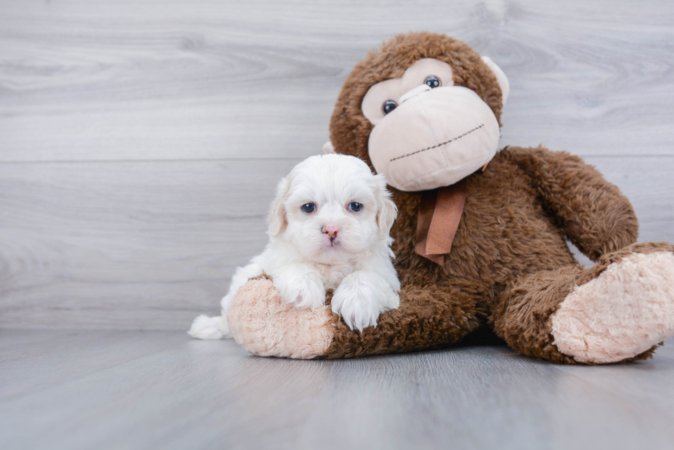 Friendly Shih Poo Baby