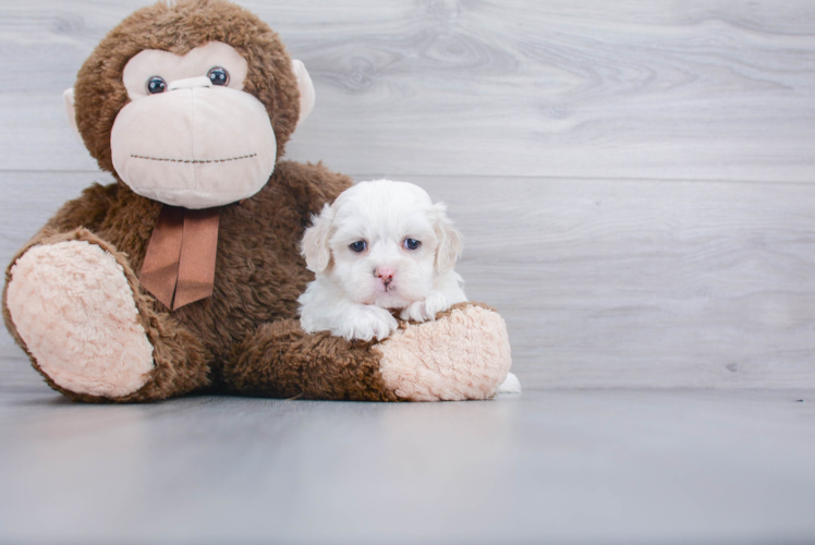 Adorable Shihpoo Poodle Mix Puppy