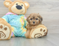 6 week old Shih Poo Puppy For Sale - Premier Pups