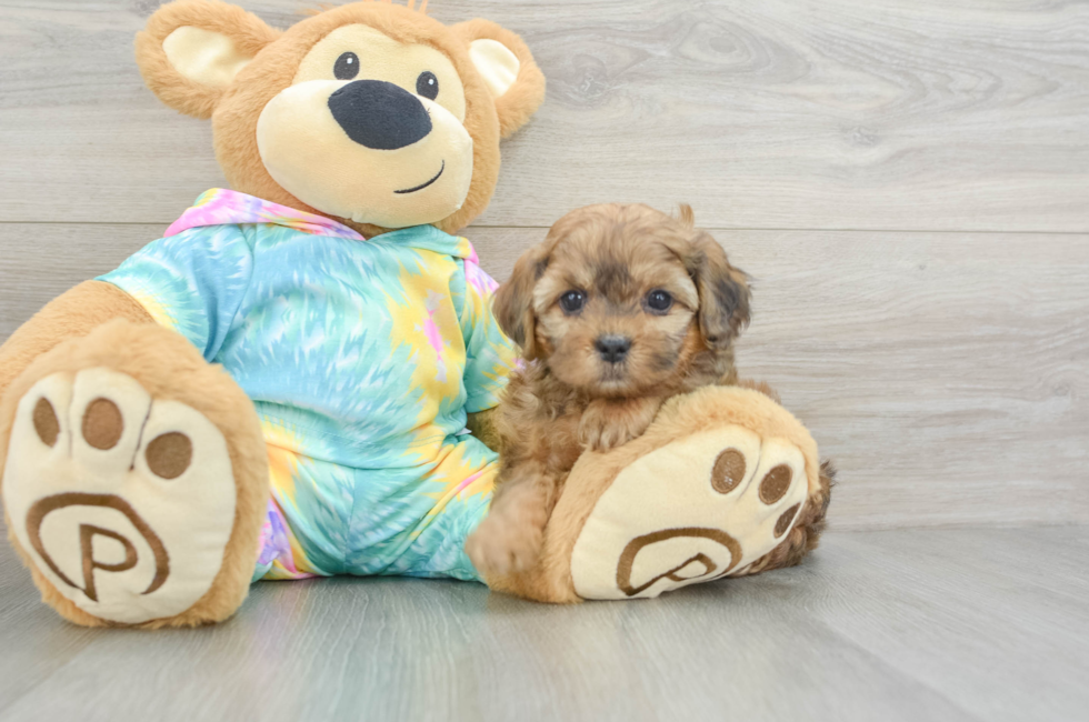 6 week old Shih Poo Puppy For Sale - Premier Pups