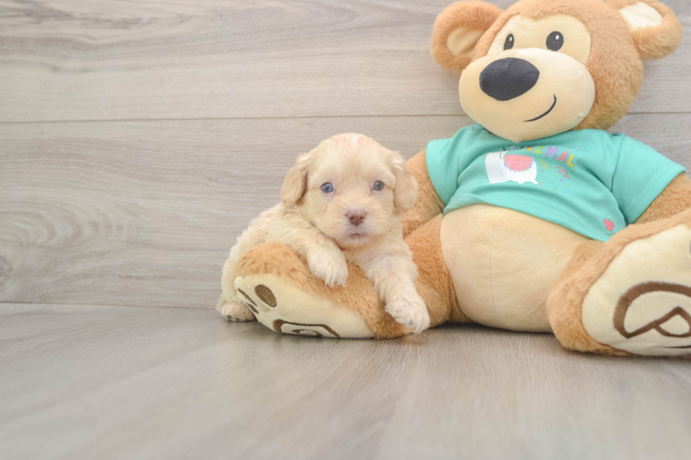 Meet Decker - our Shih Poo Puppy Photo  2/3 - Premier Pups Energetic Shih Poo Poodle Mix Puppy