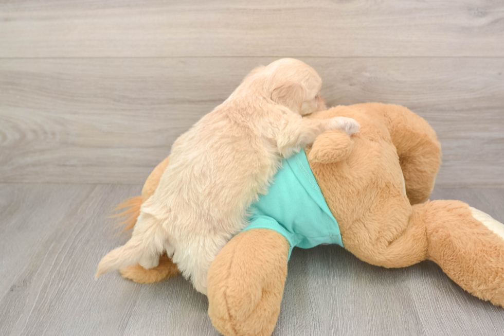 Meet Decker - our Shih Poo Puppy Photo  3/3 - Premier Pups Shih Poo Pup Being Cute