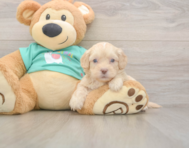 7 week old Shih Poo Puppy For Sale - Premier Pups