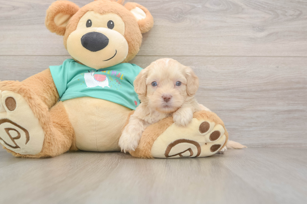 Meet Decker - our Shih Poo Puppy Photo  1/3 - Premier Pups Sweet Shih Poo Baby