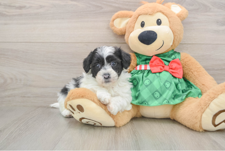 Petite Shih Poo Poodle Mix Pup