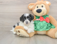 5 week old Shih Poo Puppy For Sale - Premier Pups