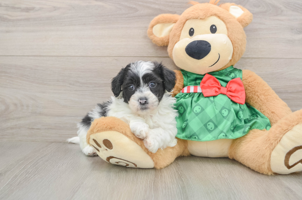 5 week old Shih Poo Puppy For Sale - Premier Pups