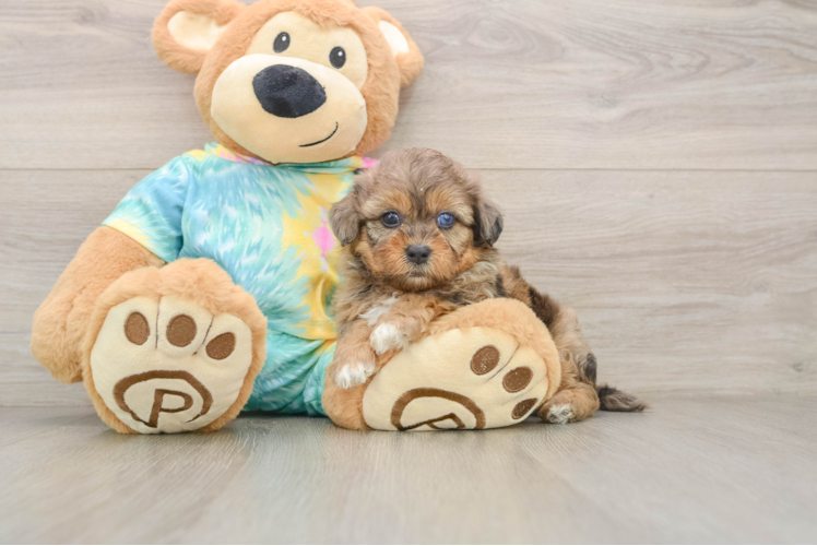 Shih Poo Puppy for Adoption