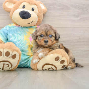 Shih Poo Puppy for Adoption