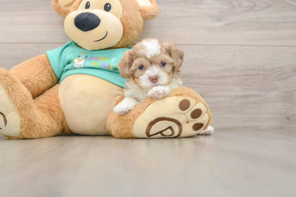 Shih Poo Puppy for Adoption