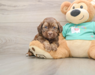 7 week old Shih Poo Puppy For Sale - Premier Pups