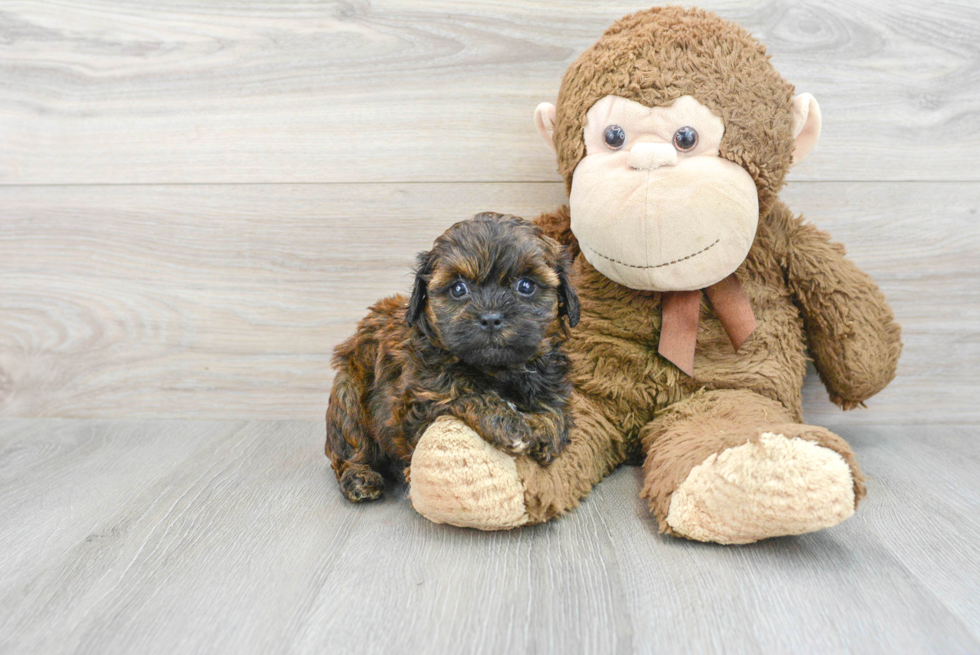 Cute Shih Poo Baby