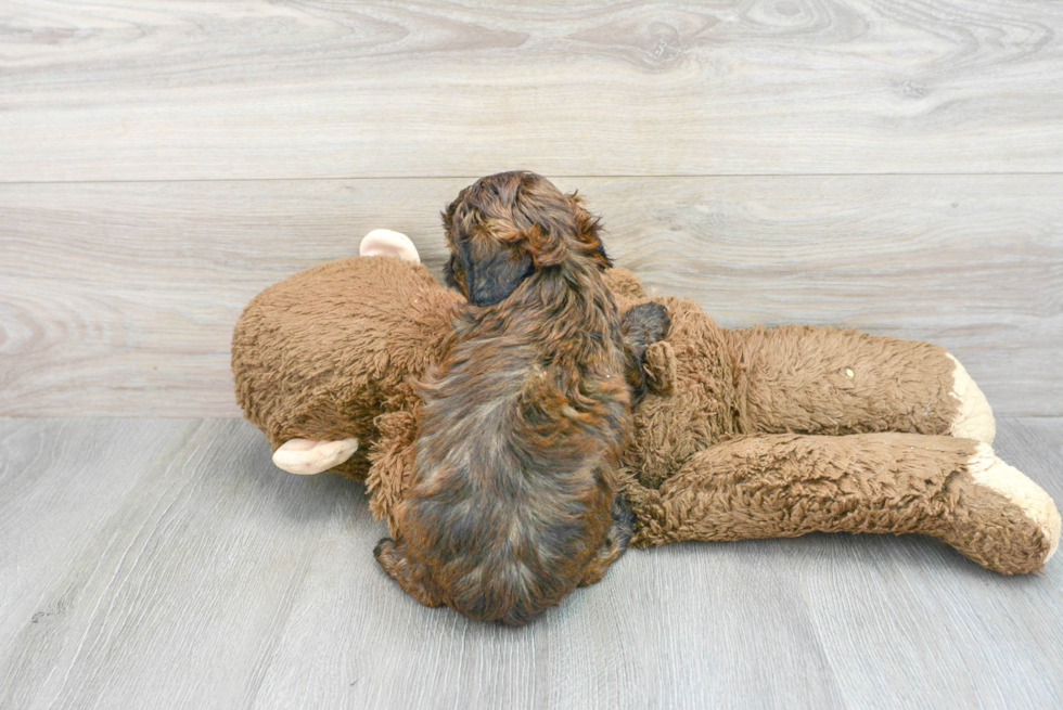 Popular Shih Poo Poodle Mix Pup