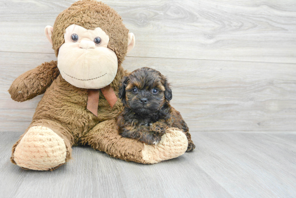 Best Shih Poo Baby